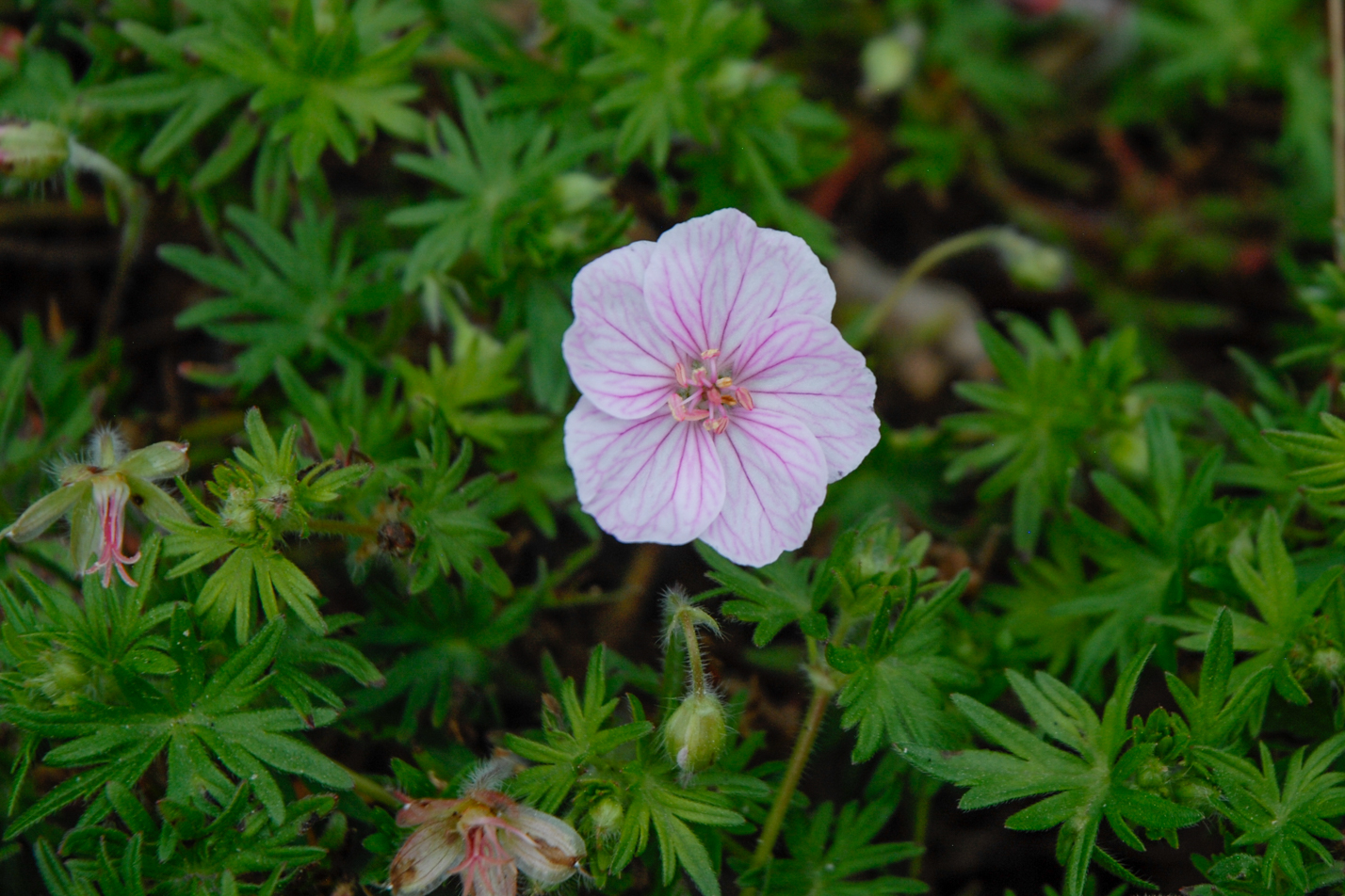White Cranesbill